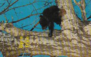 Black Bear Up A Tree Another Fine Mess You Got Me Into