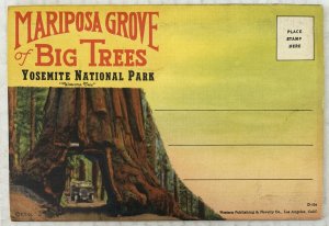 Mariposa Grove of Big Trees Yosemite National Park 18 Postcard Souvenir Folder