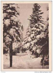 Piste De Ski Sous Bois Au LAC-BEAUPORT, Quebec, Canada, 1910-1920s