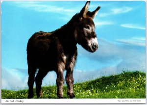 VINTAGE CONTINENTAL SIZE POSTCARD AN IRISH DONKEY c. 1970s