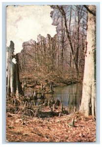 Vintage Battle Creek Cyperess Swamp Postcard F123