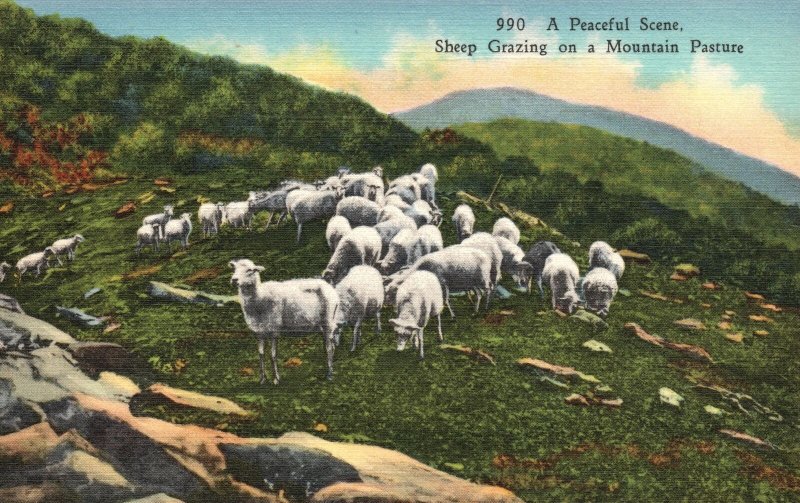 Vintage Postcard 1930's A Peaceful Scene Sheep Grazing on a Mountain Pasture