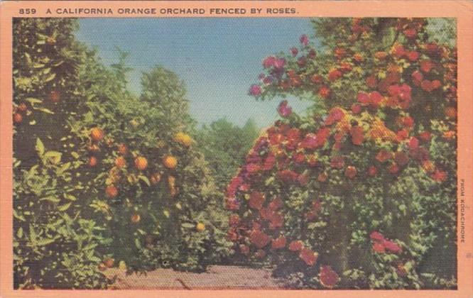California Orange Orchard Fenced By Roses 1954