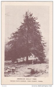 YORK COUNTY, Pennsylvania, 1900-1910's; American Holly Tree, Indian Steps Museum