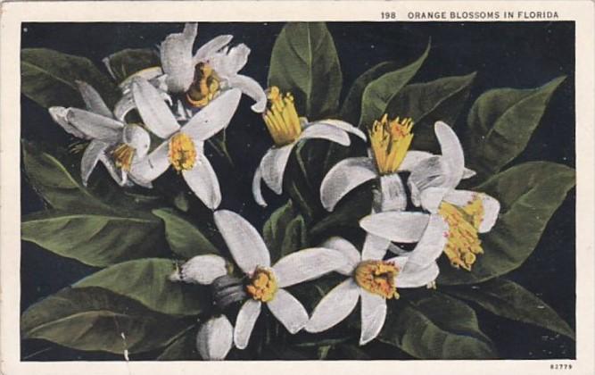 Florida State Flower Orange Blossoms Curteich