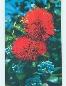 Pre-1980 SCARLET FLOWERS State Of Hawaii HI AD3670@