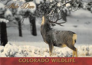 Mule Deer Enjoying A Snack, Colorado Wild Life  