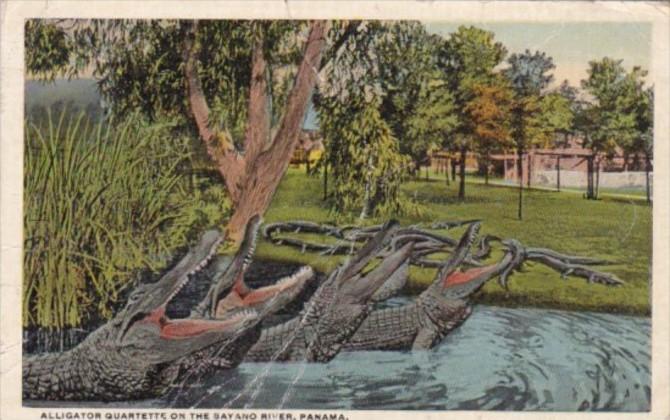 Panama Alligator Quartet On The Bayano River 1921