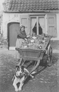 Belgium Laitiere flamande Flemish Milk Maid Mastiff Dog Peasant postcard B915
