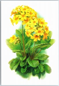 VINTAGE CHINA ILLUSTRATED MAXIMUM POSTCARD FLOWERS: PRIMULA FORRESTII 1999