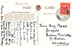 Dog ,  English Springer Spaniel