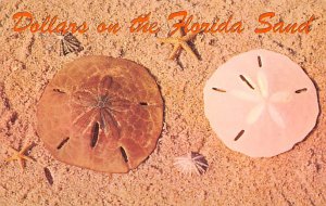 Florida Sand Dollar Holy Ghost Shell View Images 