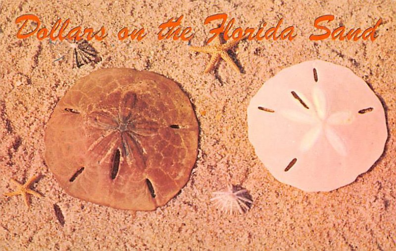 Florida Sand Dollar Holy Ghost Shell View Images 