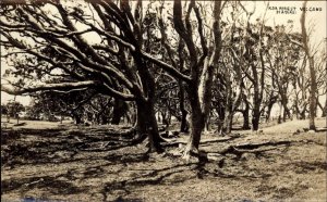 Koa Forest Volcano Hawaii HI Vintage Real Photo RPPC Postcard