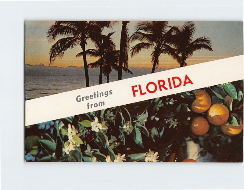 Postcard Greetings from Florida