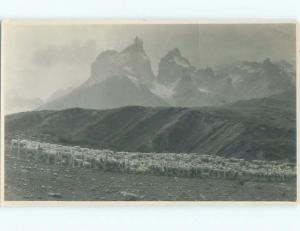 Old rppc NATURE SCENE Great Postcard AB0526
