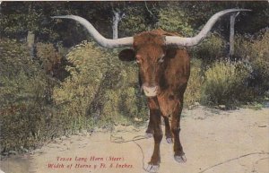 Texas Long Horn Steer Width Of Horns 9 Feet 6 Inches