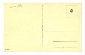 Birds - Wild Turkey and Chicks