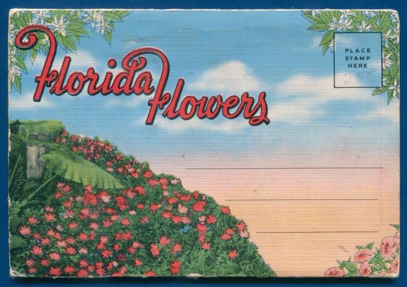 Florida Flowers fl Poinciana Flame vine Zinnias Cannas azaleas postcard folder