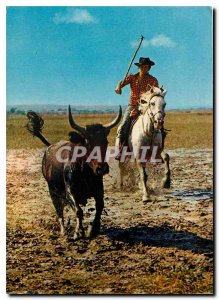 Postcard Modern Camargue Country of blue sky and mirages Guardian was chasing...