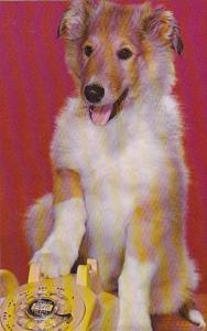 Dogs Young Collie On Telephone