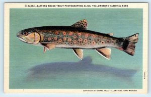 YELLOWSTONE NATIONAL PARK, WY  Eastern BROOK TROUT  c1940s  Linen Postcard