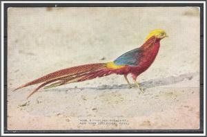 New York, Zoological Park Golden Pheasant - [NY-226]