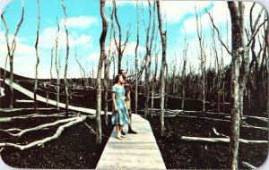 Hawaii Volcanoes National Park Devastation Trail Lehua Forest Destroyed Postcard