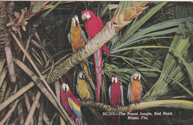 Florida Miami Macaws At Parrot Jungle 1954 Curteich