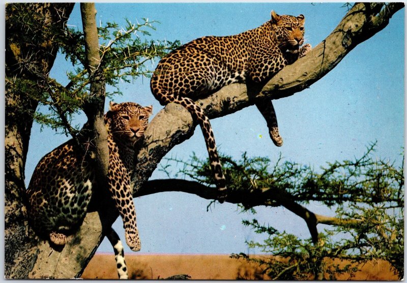 VINTAGE CONTINENTAL SIZED POSTCARD PAIR OF LEOPARDS ON A TREE POSTED LIBERIA '79 