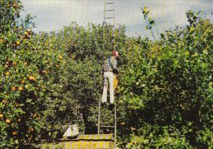 Florida Picking Oranges