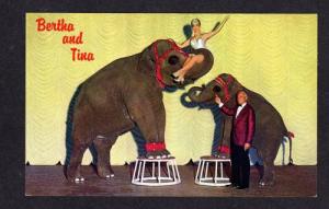 NV Circus Elephants Madison Diane Olson SPARKS NEVADA