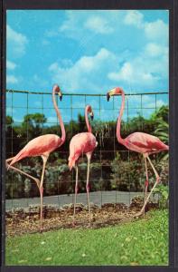 Flamingos,Brds,Miami's Parrot Jungle,FL