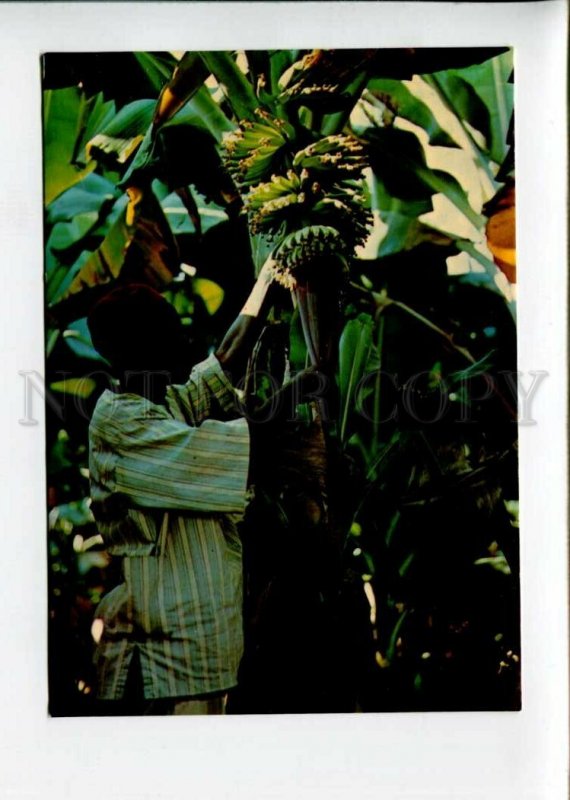 3142817 GUINEA Young Banana old photo postcard