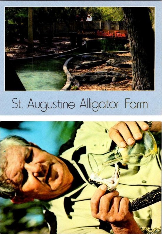 2~4X6 Postcards FL, Florida ST AUGUSTINE ALLIGATOR FARM~ROSS ALLEN MILKING SNAKE