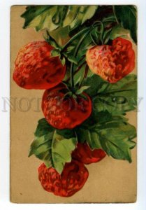 491164 Catharina KLEIN Sweet Strawberry RUSSIA Vintage postcard