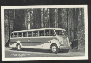 RPPC MUIR WOODS CALIFORNIA GRAY LINE BUS ADVERTISING REAL PHOTO POSTCARD