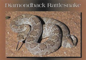 Diamondback Rattlesnake Aggressive Poisonous Snake 4 by 6 Size