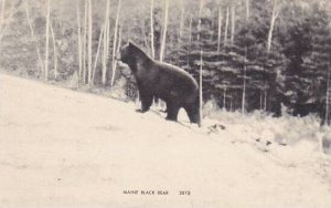 Maine Black Bear