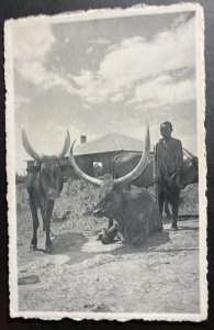 Mint Belgian Congo Real Picture Postcard Zebu Cattle