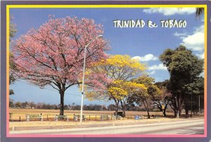 Lot166 caribbean trinidad tobago poui at queens park savannah