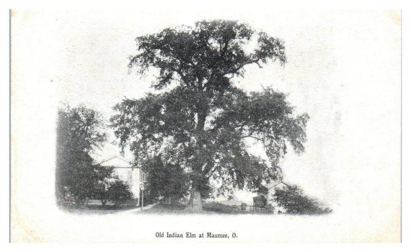 Early 1900s Old Indian Elm at Maumee, OH Postcard *5N22