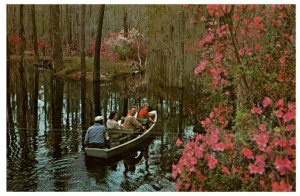 Cypress Gardens South Carolina Charleston Postcard