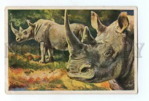 145422 HUNT White Rhinoceros Vintage Animal Card #35