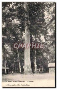 Old Postcard Fontainebleau Forest Jupiter