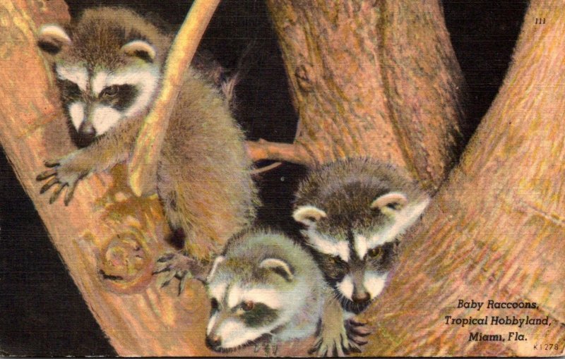 Florida Miami Tropical Hobbyland Baby Raccoons 1958