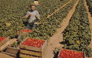 California Watsonville Strawberries The Crimson Harvest 1958