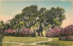 Charleston South Carolina Great Oak Middleton Palace Gardens 1920s Postcard 9123