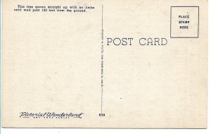 Santa Cruz, CA - Neck Breaker, Big Trees Park