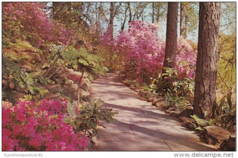 Alabama Mobile Bellingrath Gardens Flagstone Walk With Large Indica Azaleas I...
